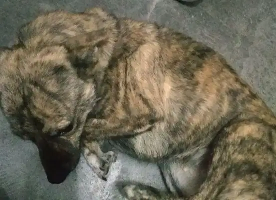 The stray dog's freezing out of the gas tablets