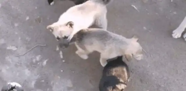 He went away for a month and went home to have another baby