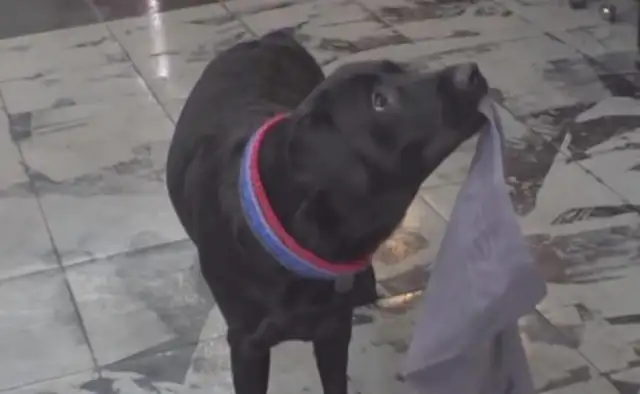 The dog tried to help the master with his job, but he couldn't help, even if he was reprimanded