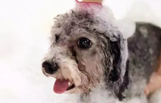 THERE'S A LOT OF BEAUTY PROJECTS. SPAS ARE WORTH OVER A THOUSAND DOLLARS. WHERE ARE THE PETS