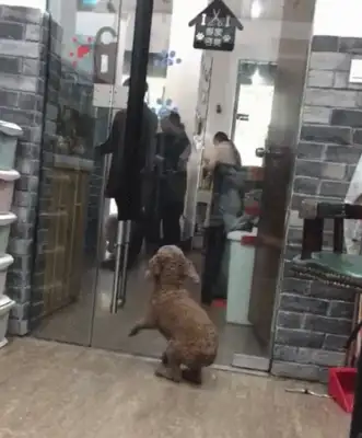 The master comes to the pet store to pick up the dog, and he's so excited and he jumps and he jumps
