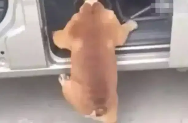The lead man lets the dog into the car. He can't see his dog in five minutes