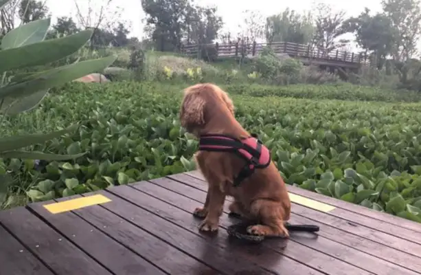 Two days in a row, the dog picks up the pussycat, and the owner loses his hand