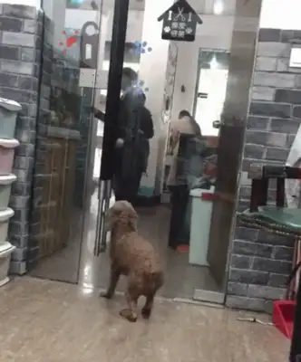 The master comes to the pet store to pick up the dog, and he's so excited and he jumps and he jumps