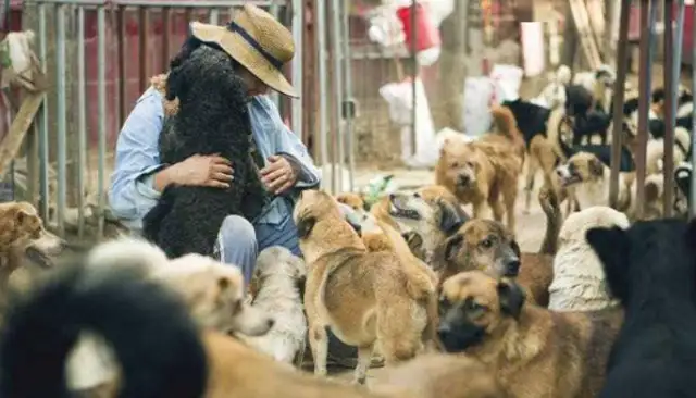 The rescue was never done by one person, but she lasted 20 years for over 600 stray dogs;