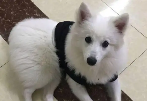 There's a stray dog at the door, a girl sends her to the pet store for a routine check-up