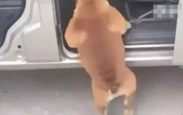 The lead man lets the dog into the car. He can't see his dog in five minutes