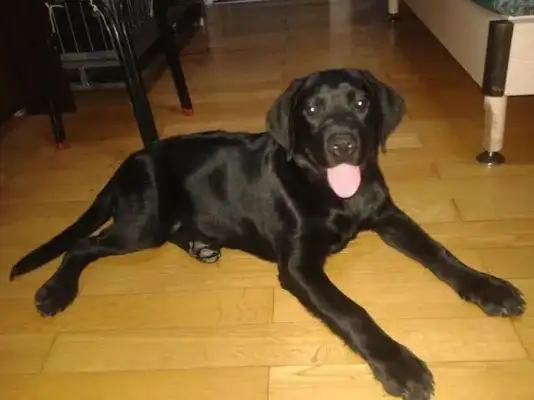 The dog's old and he's the one who blames himself