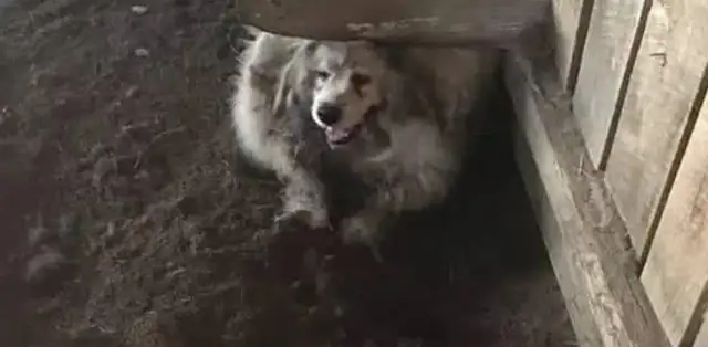 The dog can't walk because he's been left unattended for a long time