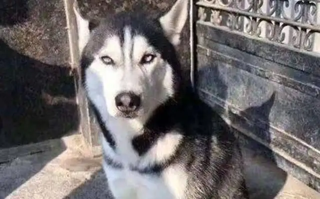 The rescue was never done by one person, but she lasted 20 years for over 600 stray dogs;