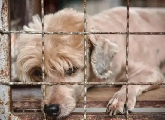 The dog was thrown in a cage in the middle of nowhere. Head