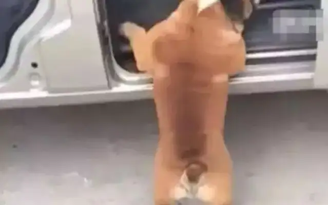 The lead man lets the dog into the car. He can't see his dog in five minutes