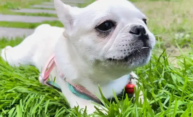 Taihara homeless dog home tragedy: mass death, now dog eating dog