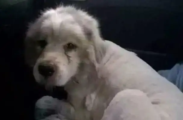 The dog can't walk because he's been left unattended for a long time