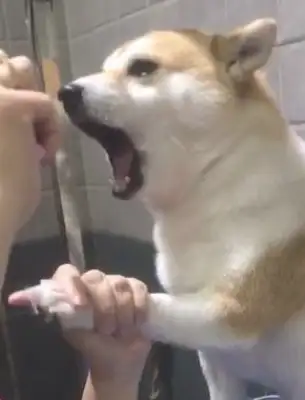 The master wants to cut his fingernails. He's got a big mouth. People