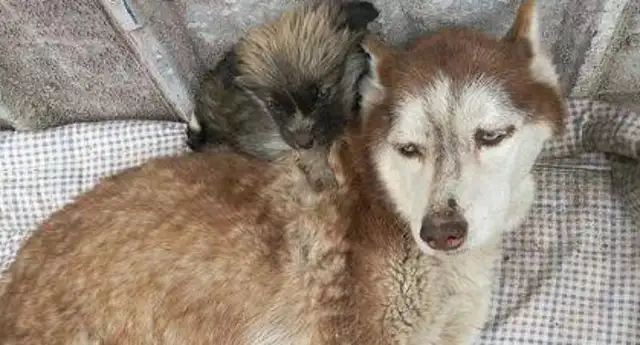 The rescue was never done by one person, but she lasted 20 years for over 600 stray dogs;