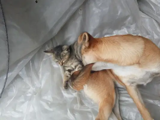 It's not the same day that you die. The homedogs and cats die together
