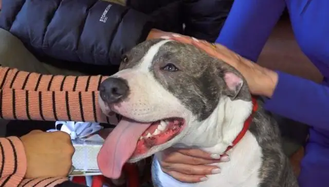 A dog bites a bad man's feet to protect the lady from sexual abuse
