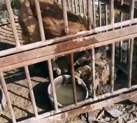 The dog was thrown in a cage in the middle of nowhere. Head