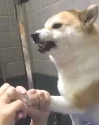 The master wants to cut his fingernails. He's got a big mouth. People