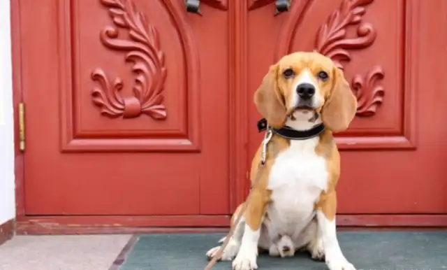 When the master went out, the dogs used to do these things at home, you know