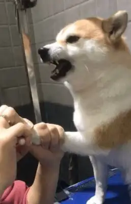 The master wants to cut his fingernails. He's got a big mouth. People