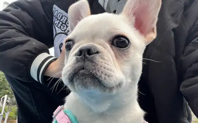 Taihara homeless dog home tragedy: mass death, now dog eating dog