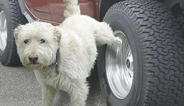 Dogs can't soak their tires in their urine. The owner should be manipulating his personal behavior so that rats don't get framed