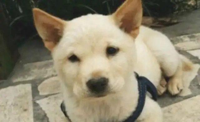 The dog suddenly fainted and the girl rushed to the hospital