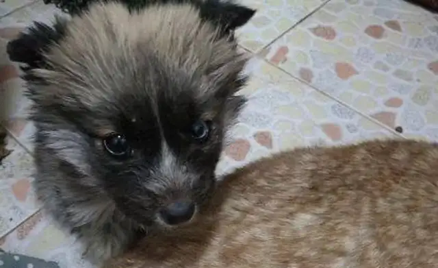 The rescue was never done by one person, but she lasted 20 years for over 600 stray dogs;
