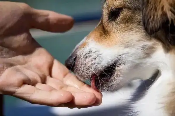 Why do dogs lick people? It's not just about loving you