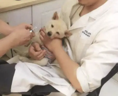 The dog suddenly fainted and the girl rushed to the hospital