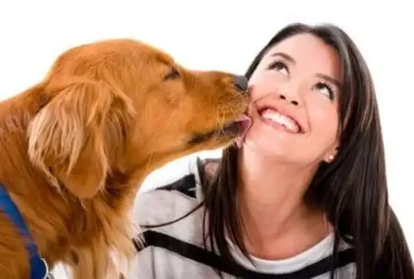 Why do dogs lick people? It's not just about loving you