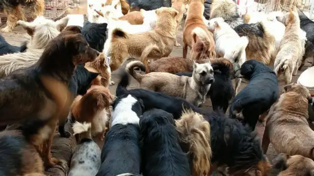 The rescue was never done by one person, but she lasted 20 years for over 600 stray dogs;