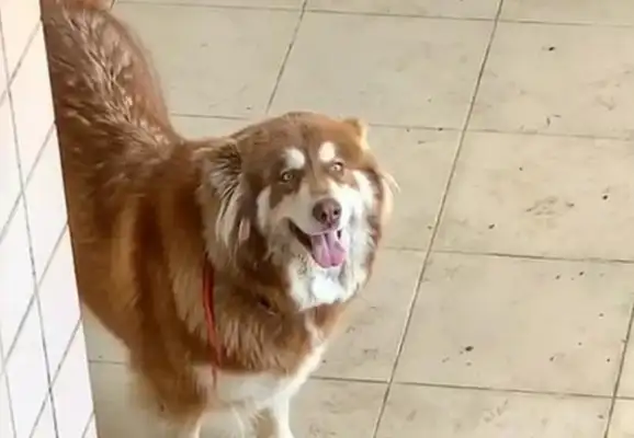 The neighbor helped feed the dog for 23 days, and when the master came back, it turned around