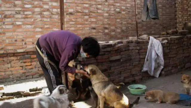 The rescue was never done by one person, but she lasted 20 years for over 600 stray dogs;