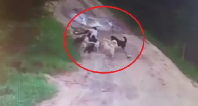 Russian men fed a stray dog for two years and were killed by a bad dog for not bringing food