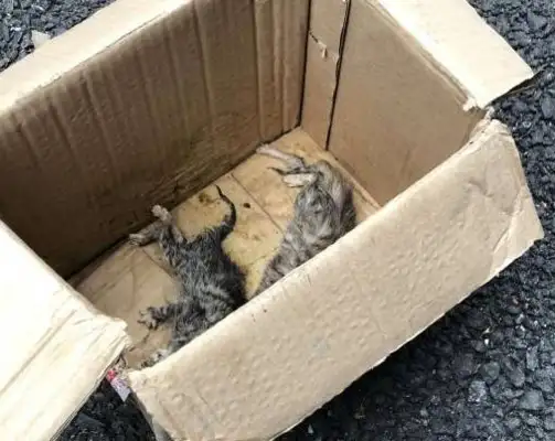 When the stray dogs were adopted, they were so eager to help the kittens. Hungry