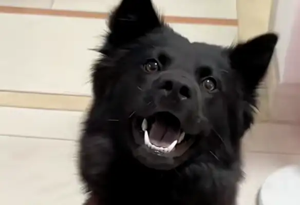What makes the five black dogs of the Town House shake every time they get to the first floor