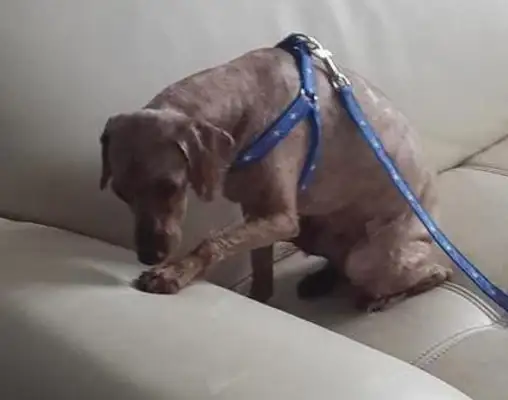 The girls asked their friends to help catch the dog and found a wound after shaving