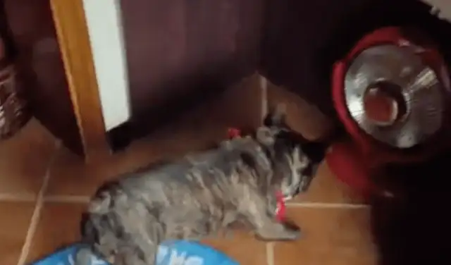 When it's cold, the dog will turn on the little sun for warmth, and he knows the top five