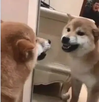 There's something wrong with the dog looking in the mirror, and he's arguing with himself: Get out of there