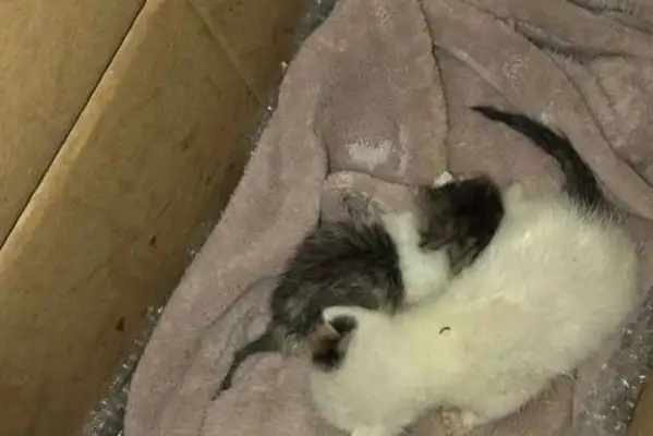 When the stray dogs were adopted, they were so eager to help the kittens. Hungry