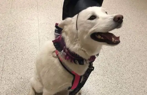 Two-way emotional disorder, a disease that experts can't treat. Dog: I can