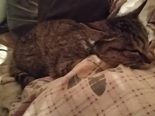 It's not the same day that you die. The homedogs and cats die together