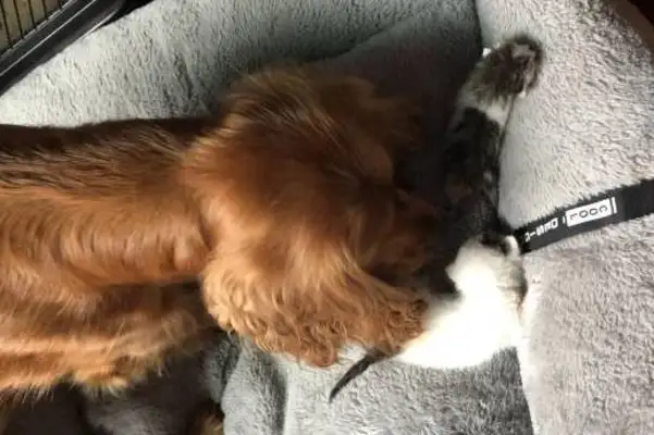 When the stray dogs were adopted, they were so eager to help the kittens. Hungry