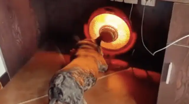 When it's cold, the dog will turn on the little sun for warmth, and he knows the top five