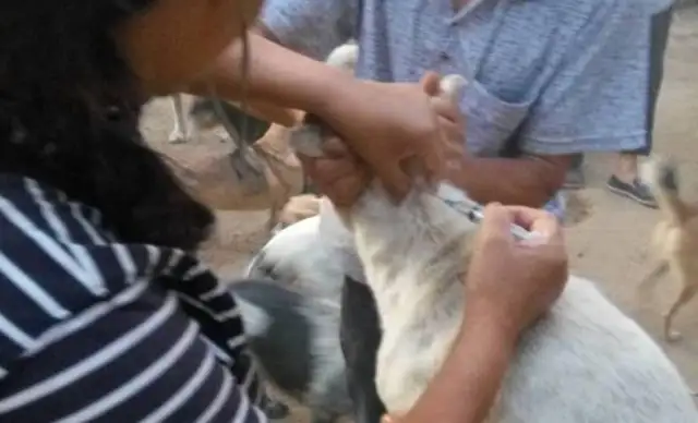 The rescue was never done by one person, but she lasted 20 years for over 600 stray dogs;