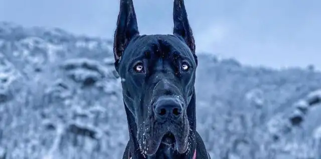 Canada's Dubing Dog is a "soft-in-the-out."