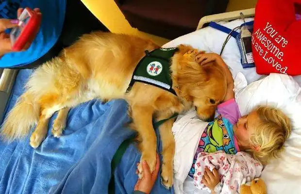 Two-way emotional disorder, a disease that experts can't treat. Dog: I can
